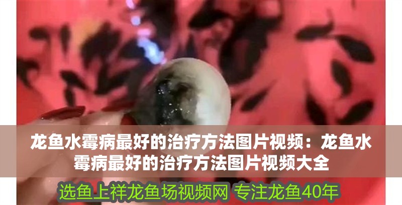龍魚水霉病最好的治療方法圖片視頻:龍魚水霉病最好的治療方法圖片視頻大全 水族問答 龍魚水霉病最好的治療方法圖片視頻:龍魚水霉病最好的治療方法圖片視頻大全 龍魚水霉病最好的治療方法圖片視頻:龍魚水霉病最好的治療方法圖片視頻大全 水族問答