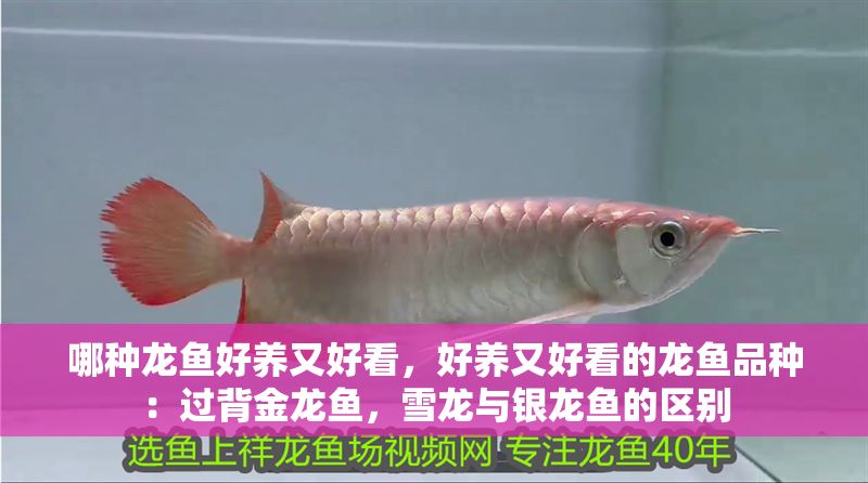 哪種龍魚好養又好看，好養又好看的龍魚品種：過背金龍魚，雪龍與銀龍魚的區別