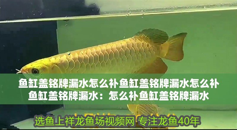 魚缸蓋銘牌漏水怎么補魚缸蓋銘牌漏水怎么補魚缸蓋銘牌漏水：怎么補魚缸蓋銘牌漏水