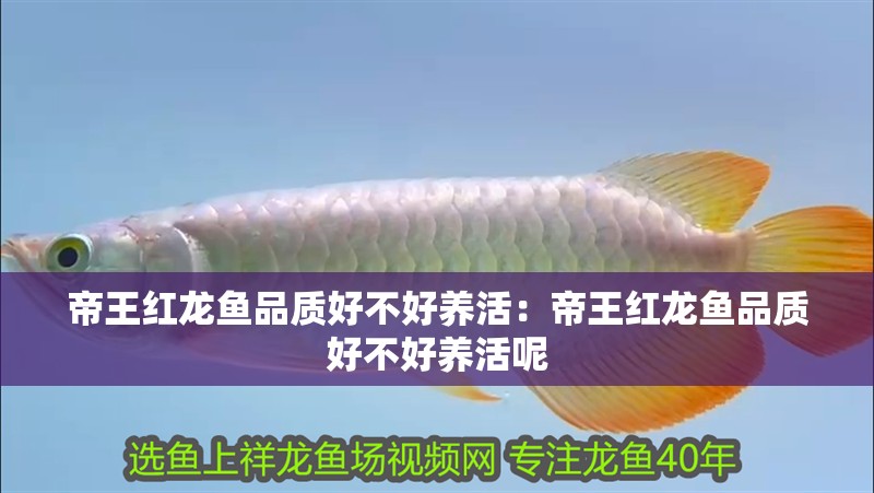 帝王紅龍魚品質好不好養活：帝王紅龍魚品質好不好養活呢
