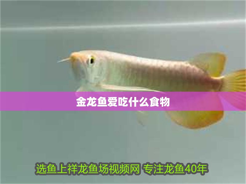 金龍魚愛吃什么食物