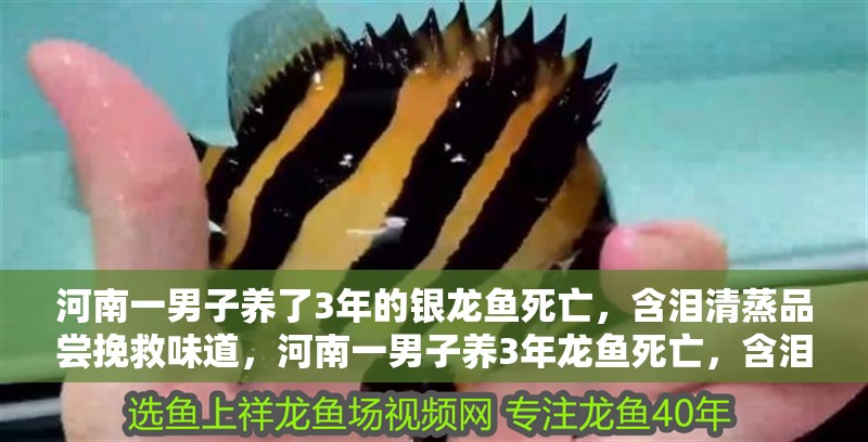 河南一男子養了3年的銀龍魚死亡，含淚清蒸品嘗挽救味道，河南一男子養3年龍魚死亡，含淚清蒸品嘗