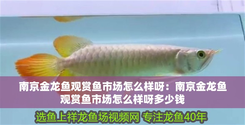 南京金龍魚(yú)觀(guān)賞魚(yú)市場(chǎng)怎么樣呀：南京金龍魚(yú)觀(guān)賞魚(yú)市場(chǎng)怎么樣呀多少錢(qián)