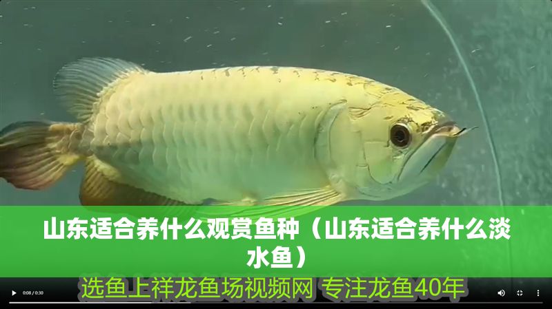 山東適合養(yǎng)什么觀賞魚種（山東適合養(yǎng)什么淡水魚） 山東適合養(yǎng)什么觀賞魚種（山東適合養(yǎng)什么淡水魚） 龍魚百科 第1張