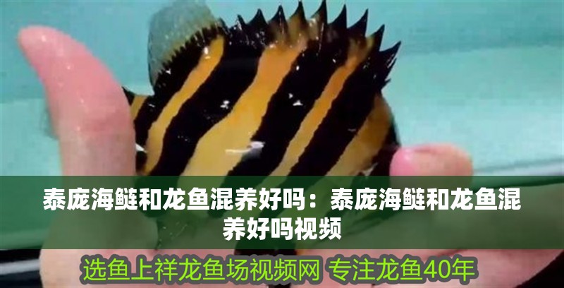 泰龐海鰱和龍魚混養(yǎng)好嗎：泰龐海鰱和龍魚混養(yǎng)好嗎視頻 泰龐海鰱和龍魚混養(yǎng)好嗎：泰龐海鰱和龍魚混養(yǎng)好嗎視頻 水族問答