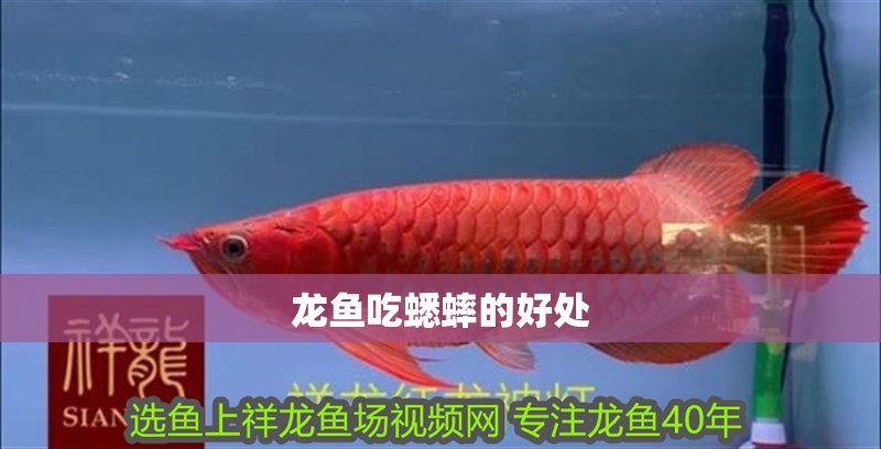 龍魚吃蟋蟀的好處 龍魚吃蟋蟀的好處 龍魚百科 第2張