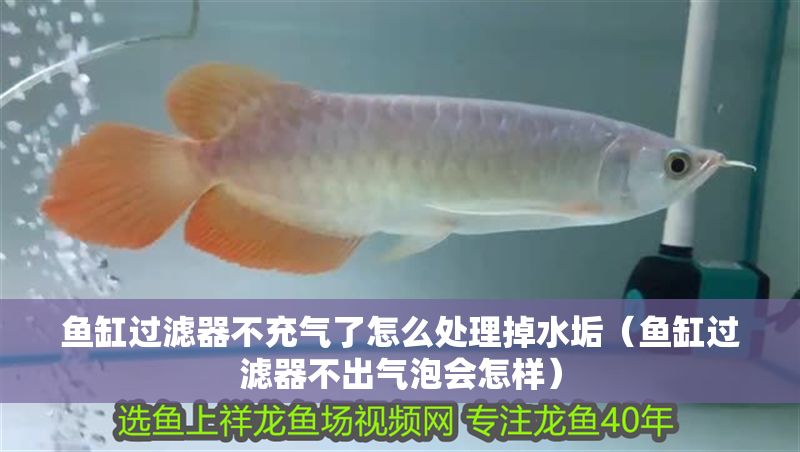 魚缸過濾器不充氣了怎么處理掉水垢（魚缸過濾器不出氣泡會怎樣） 魚缸過濾器不充氣了怎么處理掉水垢（魚缸過濾器不出氣泡會怎樣） 龍魚百科 第1張