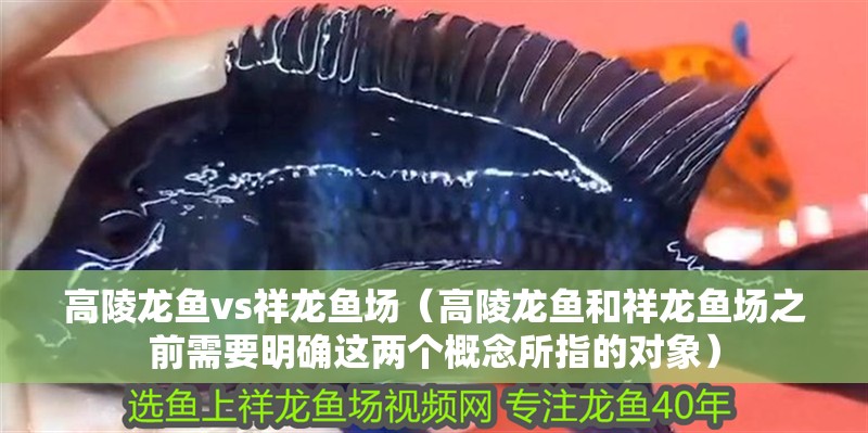 高陵龍魚vs祥龍魚場(chǎng)（高陵龍魚和祥龍魚場(chǎng)之前需要明確這兩個(gè)概念所指的對(duì)象）