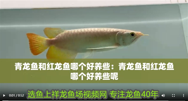 青龍魚和紅龍魚哪個好養(yǎng)些：青龍魚和紅龍魚哪個好養(yǎng)些呢