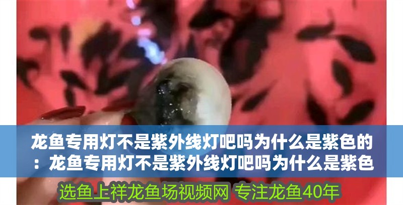 龍魚專用燈不是紫外線燈吧嗎為什么是紫色的：龍魚專用燈不是紫外線燈吧嗎為什么是紫色的呢