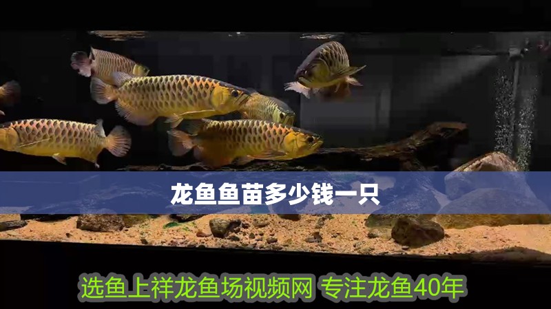 龍魚魚苗多少錢一只