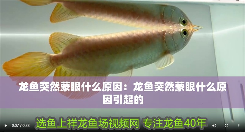 龍魚突然蒙眼什么原因：龍魚突然蒙眼什么原因引起的 龍魚突然蒙眼什么原因：龍魚突然蒙眼什么原因引起的 水族問答