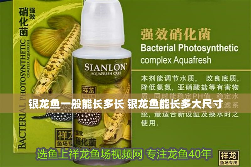 銀龍魚一般能長多長 銀龍魚能長多大尺寸