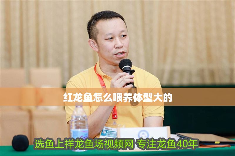 紅龍魚怎么喂養體型大的
