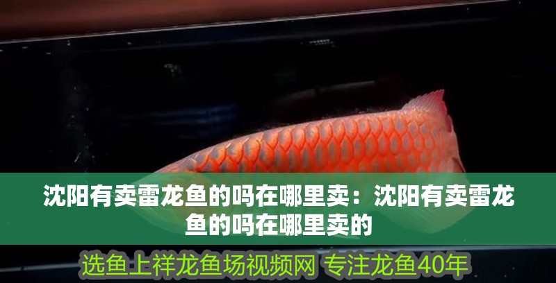 沈陽有賣雷龍魚的嗎在哪里賣：沈陽有賣雷龍魚的嗎在哪里賣的 沈陽有賣雷龍魚的嗎在哪里賣：沈陽有賣雷龍魚的嗎在哪里賣的 水族問答