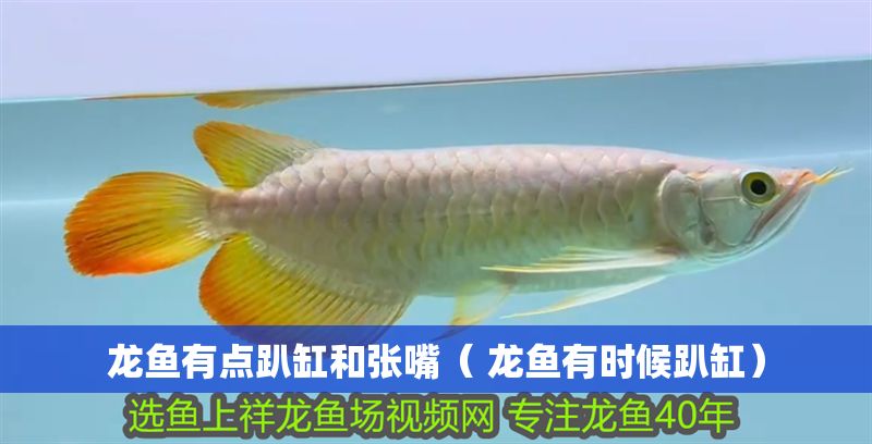 龍魚有點趴缸和張嘴（ 龍魚有時候趴缸） 龍魚有點趴缸和張嘴（ 龍魚有時候趴缸） 龍魚百科 第1張