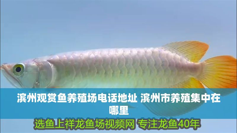 濱州觀賞魚養殖場電話地址 濱州市養殖集中在哪里 龍魚百科 第1張 濱州觀賞魚養殖場電話地址 濱州市養殖集中在哪里 濱州觀賞魚養殖場電話地址 濱州市養殖集中在哪里 龍魚百科 第1張