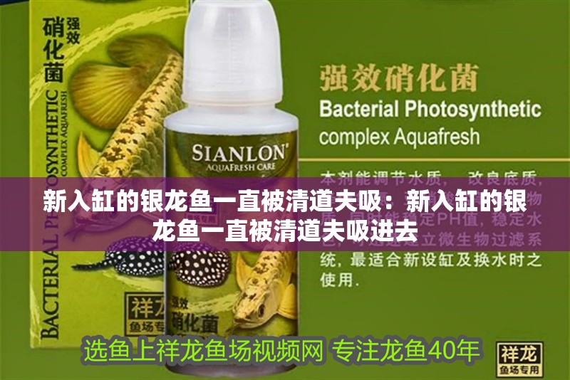 新入缸的銀龍魚一直被清道夫吸：新入缸的銀龍魚一直被清道夫吸進去