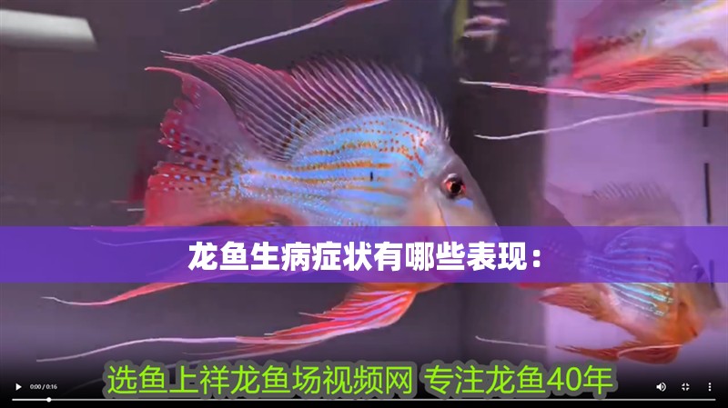 龍魚生病癥狀有哪些表現(xiàn): 龍魚百科 第2張 龍魚生病癥狀有哪些表現(xiàn): 龍魚生病癥狀有哪些表現(xiàn): 龍魚百科 第2張