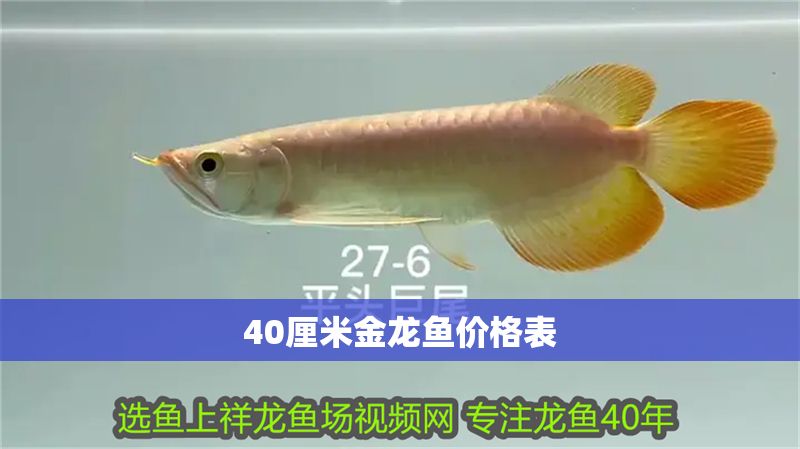 40厘米金龍魚價格表 40厘米金龍魚價格表 龍魚百科 第1張