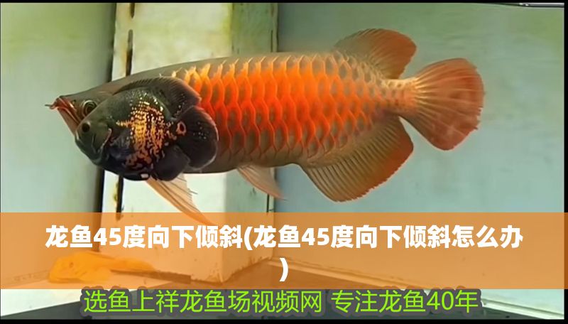 龍魚45度向下傾斜(龍魚45度向下傾斜怎么辦)