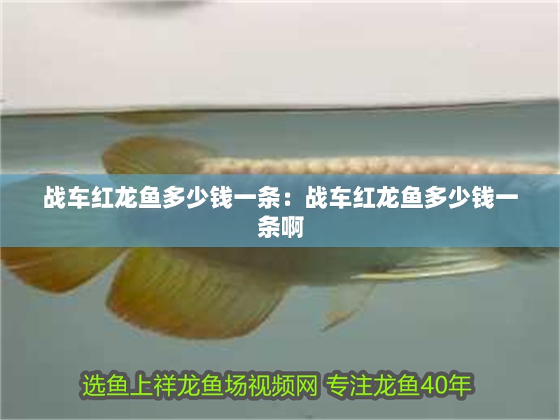 戰車紅龍魚多少錢一條：戰車紅龍魚多少錢一條啊