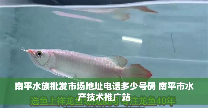 南平水族批發市場地址電話多少號碼 南平市水產技術推廣站 龍魚百科 第1張 南平水族批發市場地址電話多少號碼 南平市水產技術推廣站 南平水族批發市場地址電話多少號碼 南平市水產技術推廣站 龍魚百科 第1張