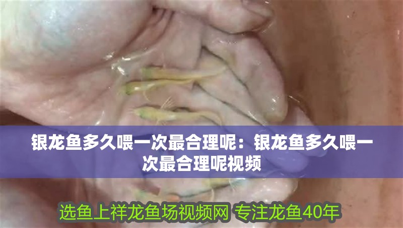 銀龍魚多久喂一次最合理呢:銀龍魚多久喂一次最合理呢視頻 水族問答 銀龍魚多久喂一次最合理呢:銀龍魚多久喂一次最合理呢視頻 銀龍魚多久喂一次最合理呢:銀龍魚多久喂一次最合理呢視頻 水族問答