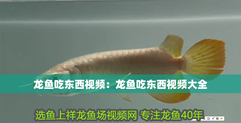 龍魚吃東西視頻：龍魚吃東西視頻大全