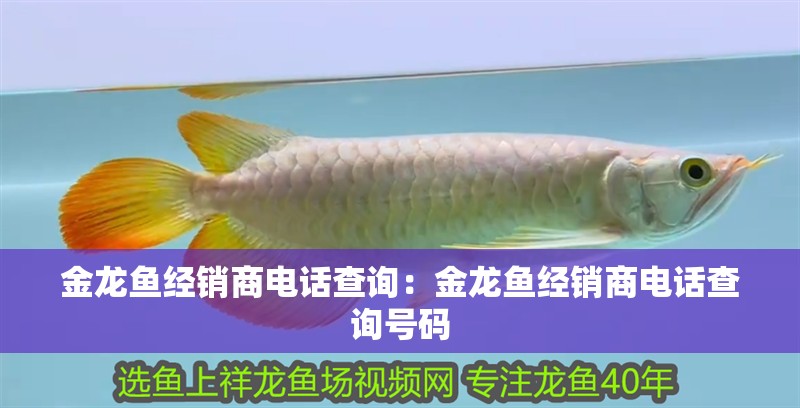 金龍魚(yú)經(jīng)銷(xiāo)商電話(huà)查詢(xún)：金龍魚(yú)經(jīng)銷(xiāo)商電話(huà)查詢(xún)號(hào)碼
