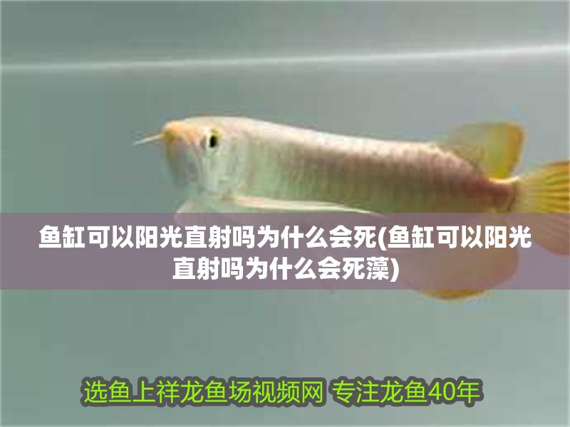 魚缸可以陽光直射嗎為什么會(huì)死(魚缸可以陽光直射嗎為什么會(huì)死藻)