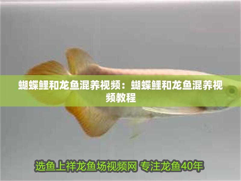 蝴蝶鯉和龍魚(yú)混養(yǎng)視頻：蝴蝶鯉和龍魚(yú)混養(yǎng)視頻教程 蝴蝶鯉和龍魚(yú)混養(yǎng)視頻：蝴蝶鯉和龍魚(yú)混養(yǎng)視頻教程 水族問(wèn)答