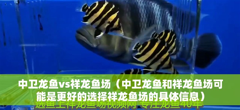 中衛(wèi)龍魚vs祥龍魚場（中衛(wèi)龍魚和祥龍魚場可能是更好的選擇祥龍魚場的具體信息）