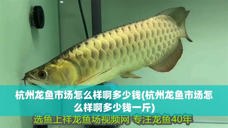 杭州龍魚(yú)市場(chǎng)怎么樣啊多少錢(qián)(杭州龍魚(yú)市場(chǎng)怎么樣啊多少錢(qián)一斤)