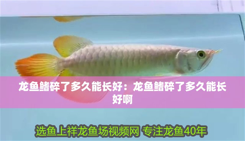 龍魚鰭碎了多久能長好：龍魚鰭碎了多久能長好啊 龍魚鰭碎了多久能長好：龍魚鰭碎了多久能長好啊 水族問答