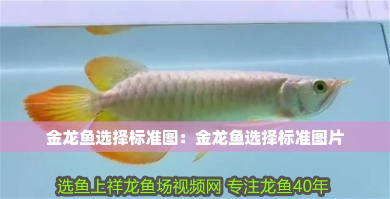 金龍魚選擇標(biāo)準(zhǔn)圖：金龍魚選擇標(biāo)準(zhǔn)圖片