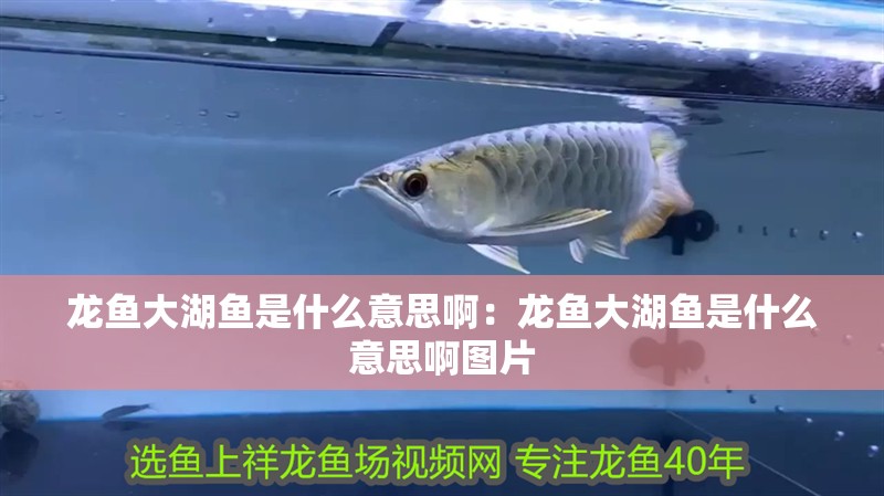 龍魚大湖魚是什么意思啊：龍魚大湖魚是什么意思啊圖片