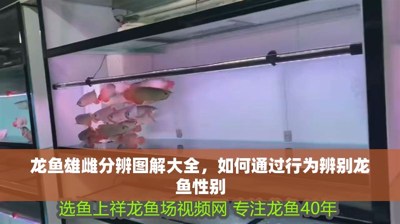 龍魚雄雌分辨圖解大全，如何通過行為辨別龍魚性別