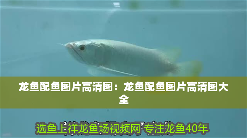 龍魚配魚圖片高清圖：龍魚配魚圖片高清圖大全 龍魚配魚圖片高清圖：龍魚配魚圖片高清圖大全 水族問答