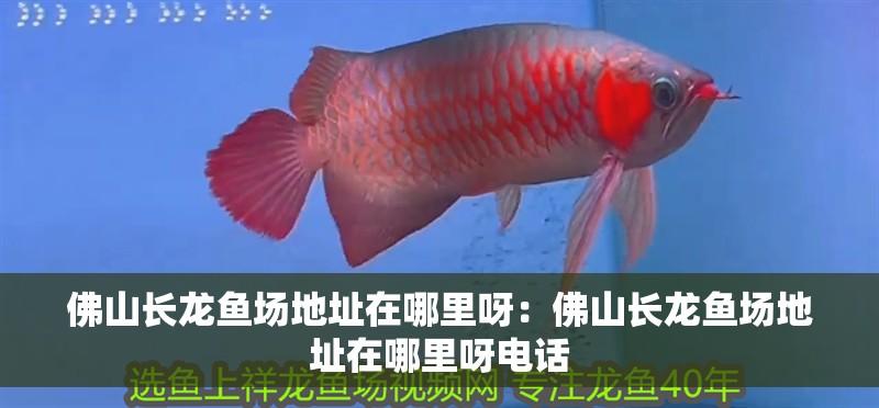 <strong><mark>佛山</mark></strong>長龍魚場地址在哪里呀：<strong><mark>佛山</mark></strong>長龍魚場地址在哪里呀電話