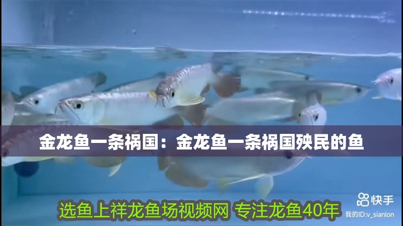 金龍魚一條禍國：金龍魚一條禍國殃民的魚