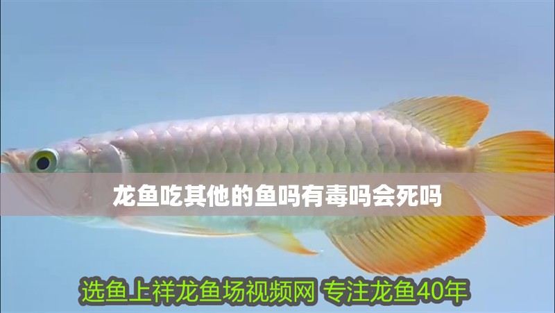 龍魚吃其他的魚嗎有毒嗎會死嗎