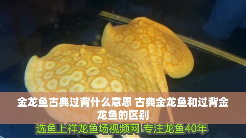 金龍魚古典過背什么意思 古典金龍魚和過背金龍魚的區別