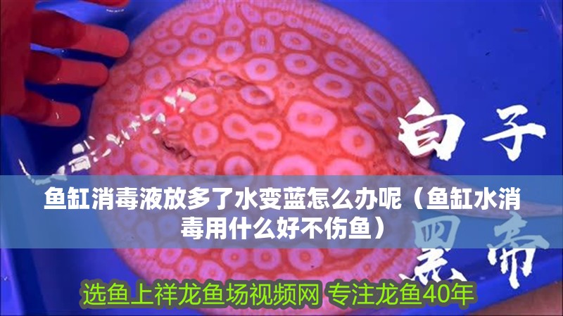 魚(yú)缸消毒液放多了水變藍(lán)怎么辦呢（魚(yú)缸水消毒用什么好不傷魚(yú)）
