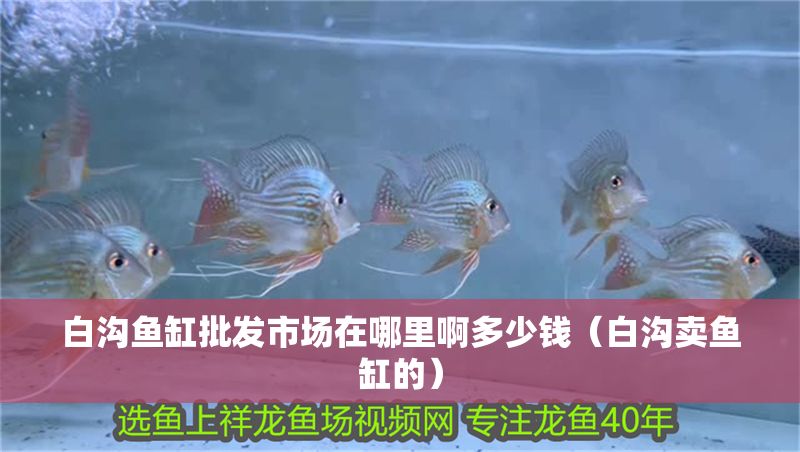 白溝魚缸批發市場在哪里啊多少錢（白溝賣魚缸的）
