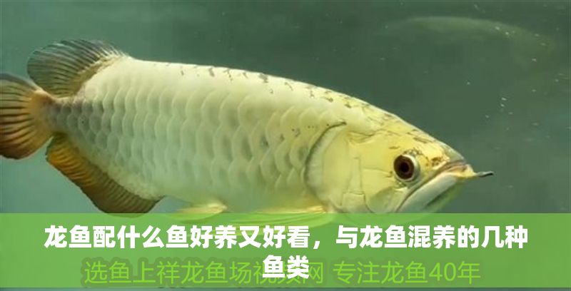 龍魚配什么魚好養(yǎng)又好看，與龍魚混養(yǎng)的幾種魚類