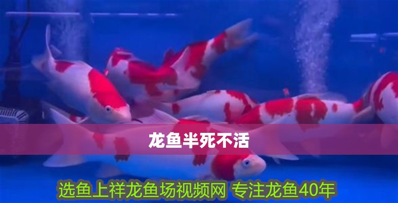 龍魚半死不活