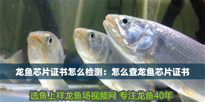 龍魚芯片證書怎么檢測(cè)：怎么查龍魚芯片證書