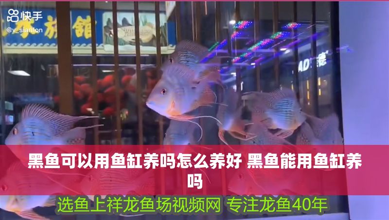 黑魚可以用魚缸養嗎怎么養好 黑魚能用魚缸養嗎