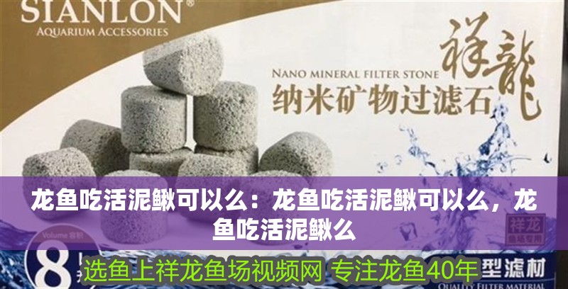 龍魚吃活泥鰍可以么：龍魚吃活泥鰍可以么，龍魚吃活泥鰍么 龍魚吃活泥鰍可以么：龍魚吃活泥鰍可以么，龍魚吃活泥鰍么 龍魚百科 第2張